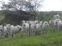 bovino de corte em bom estado corporal