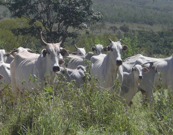 bovino de corte magro com 3 costelas visíveis