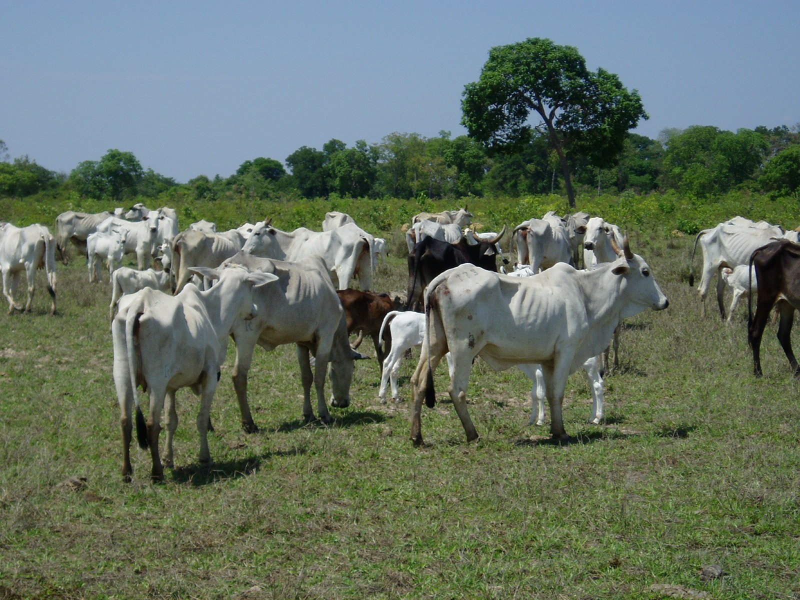 bovino magro com 4 costelas visíveis 