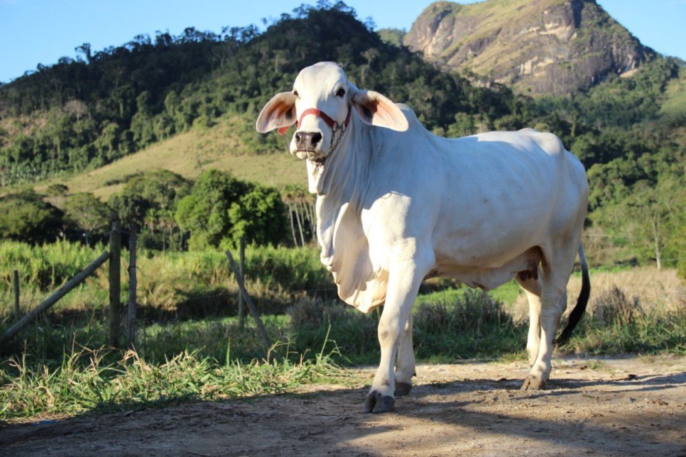 brahman