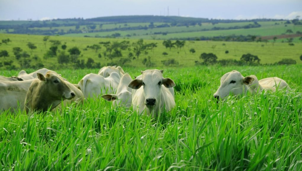 impactos ambientais causados pela pecuaria