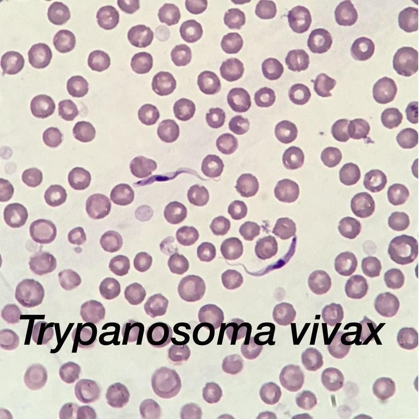 trypanosoma