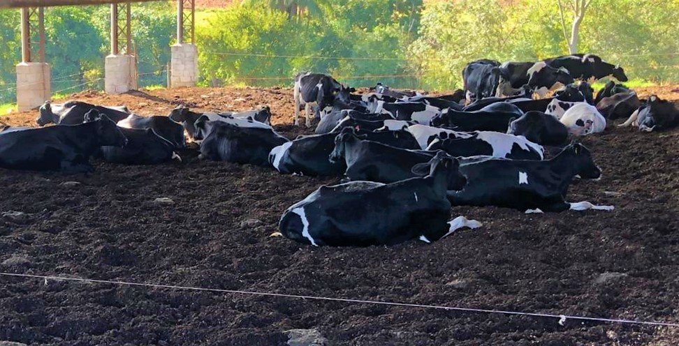 divisão de lotes de vacas leiteiras