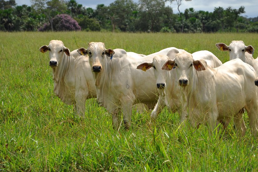 produtividade do rebanho