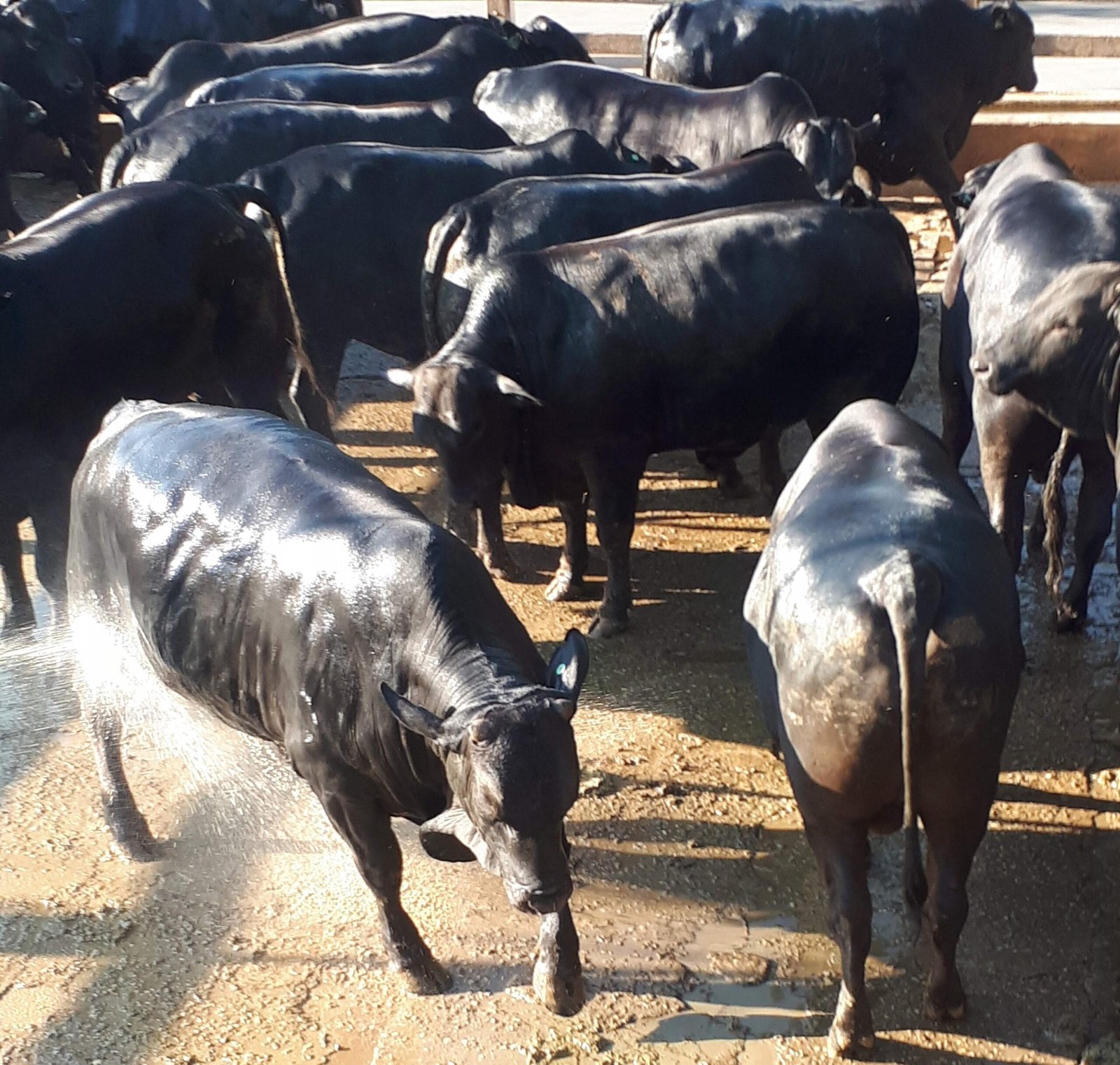 banho em bovinos no manejo pre abate 