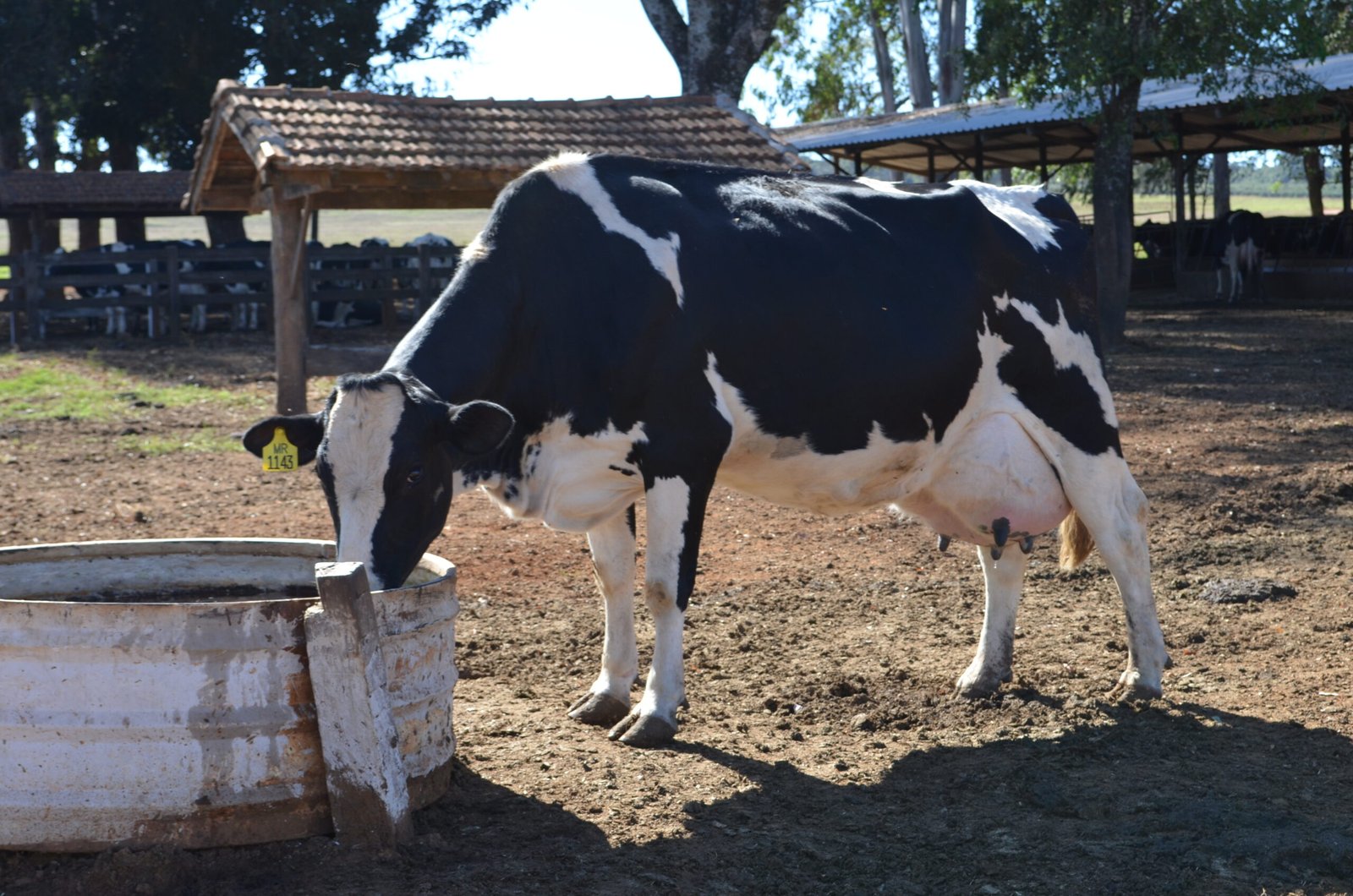 gado de leite