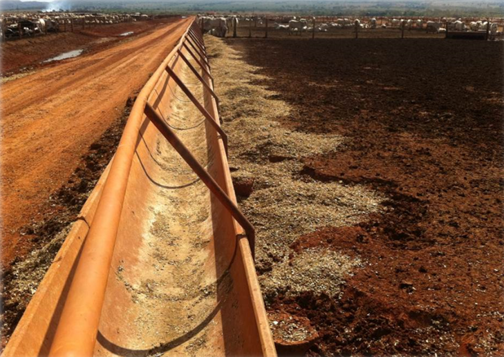 Sobra de ração em cocho para confinamento