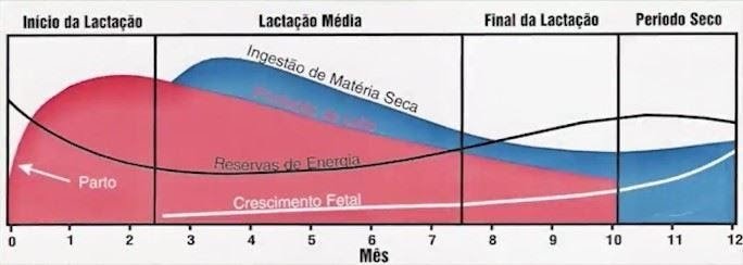 curva girolando