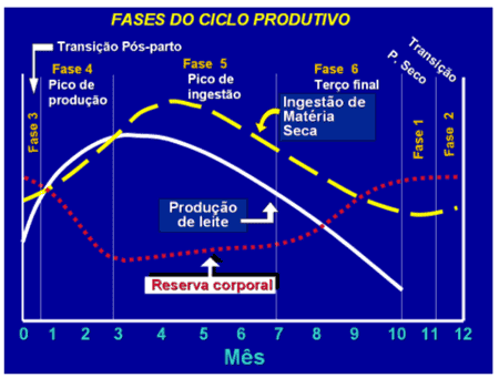 ciclo produtivo de vacas leiteiras