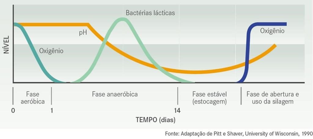 fermentacao de silagem