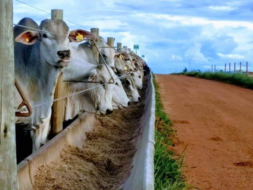 gado no confinamento