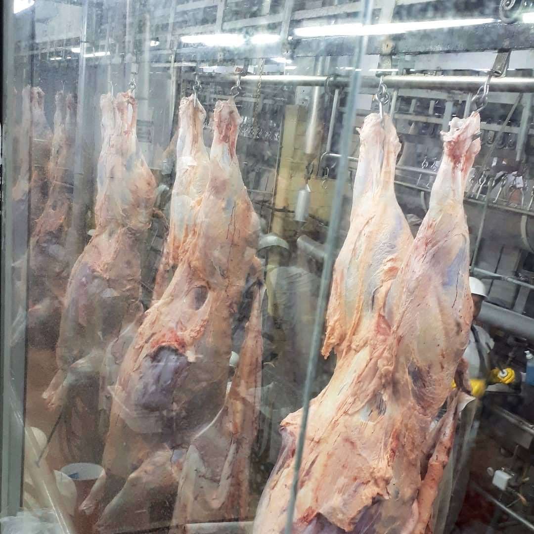 limpeza de carcaça manejo pre abate