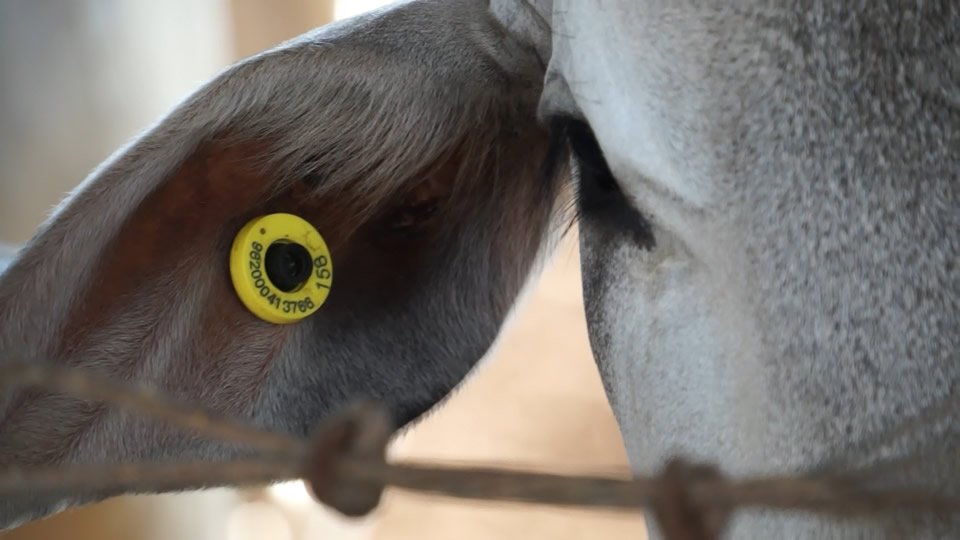 nelore com brinco bovino eletrônico