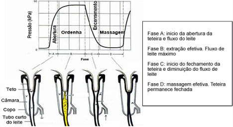 vacuo ordenha