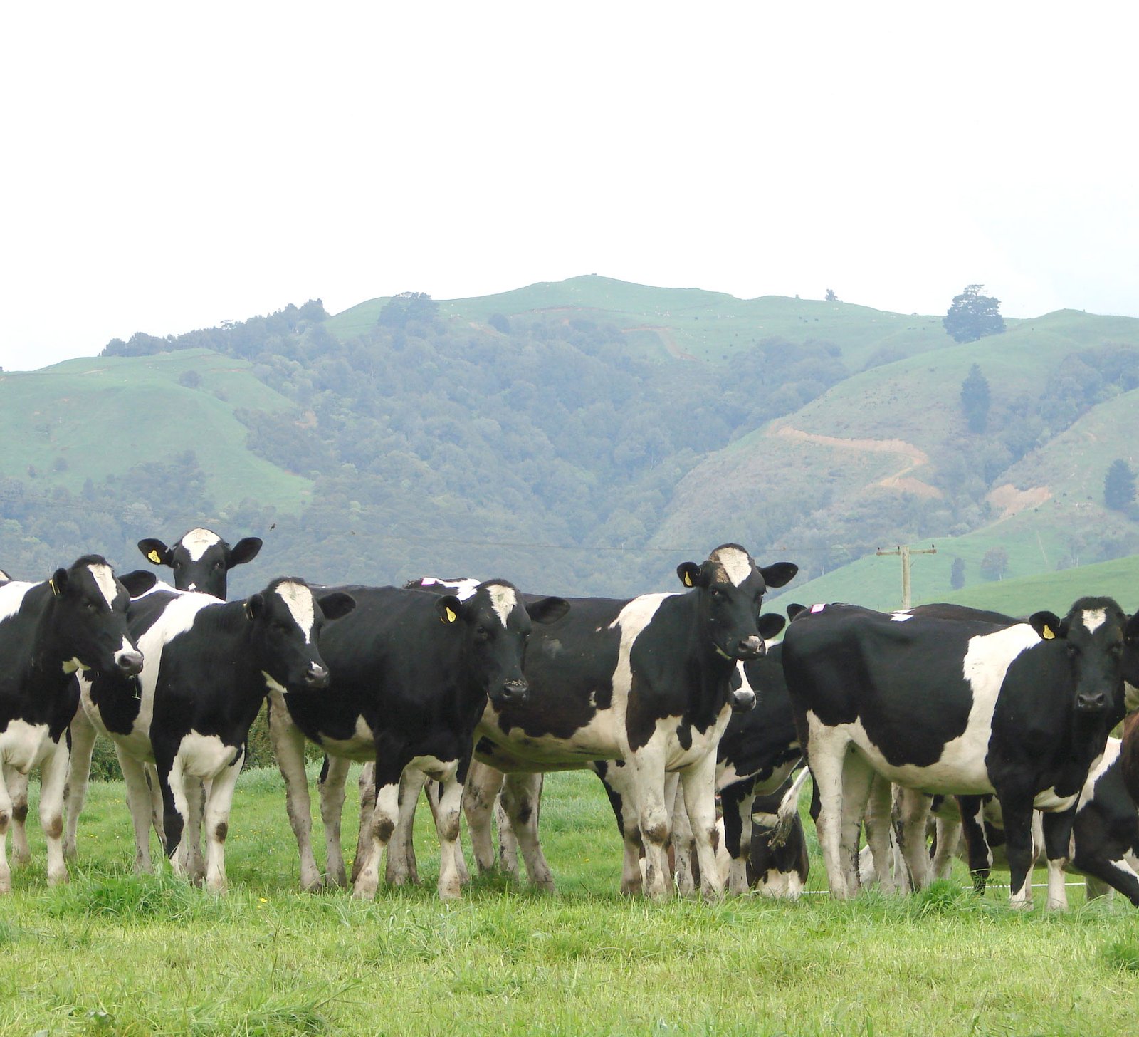 bovinos leiteiros no pasto