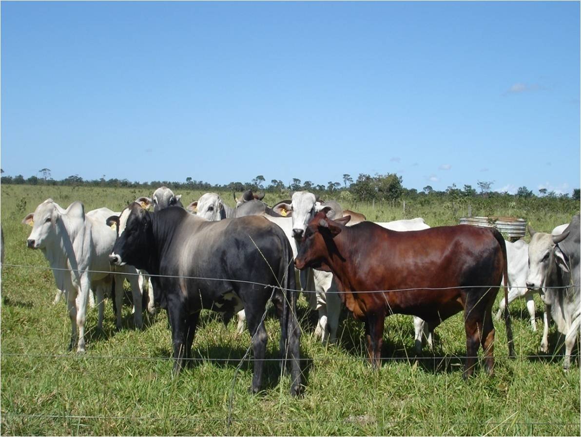 pelagem brilhante em bovino de corte