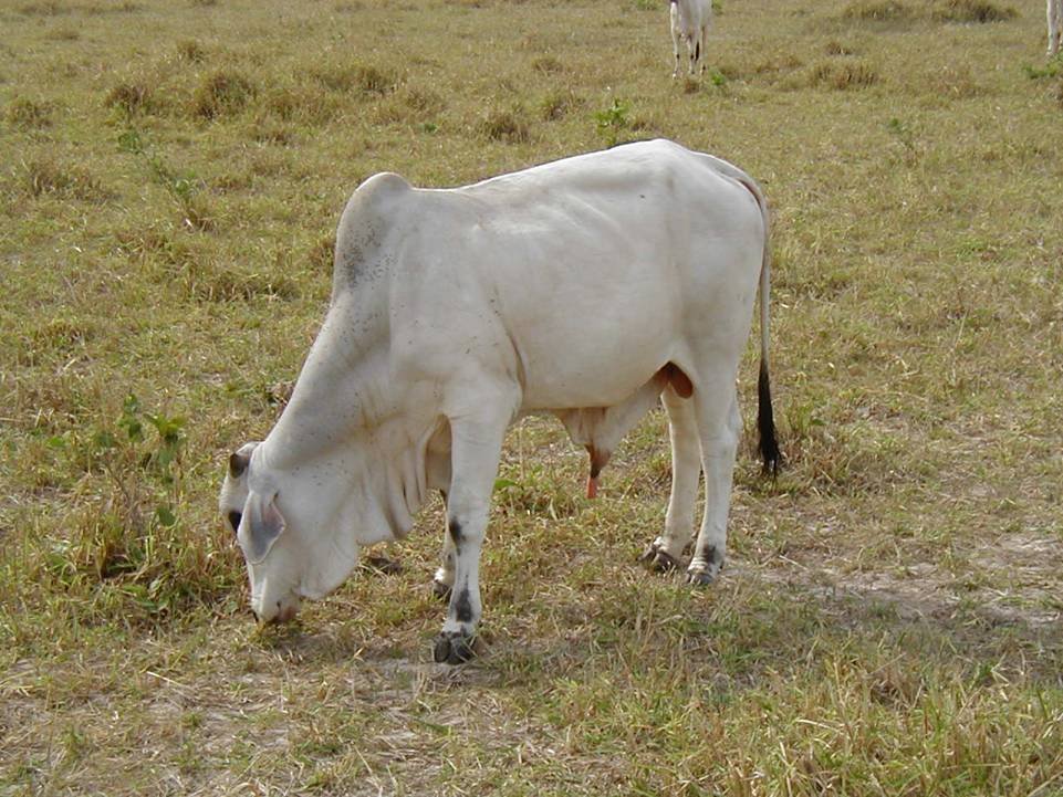 pelagem lisa em bovino de corte