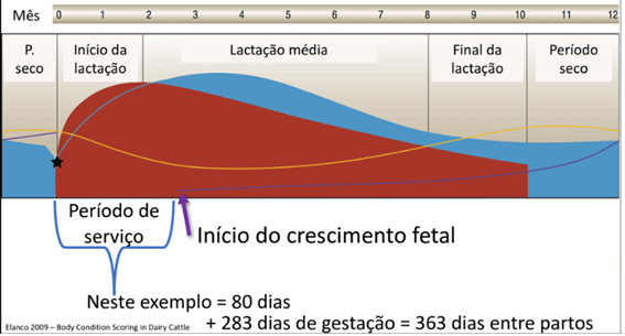 curva de lactaçao vacas