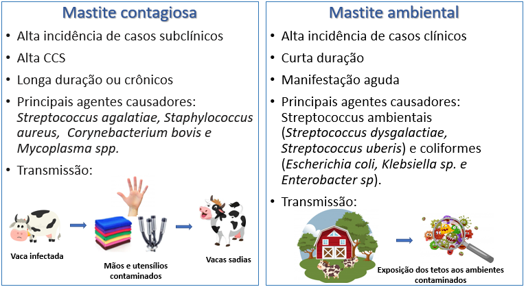 mastite bovina