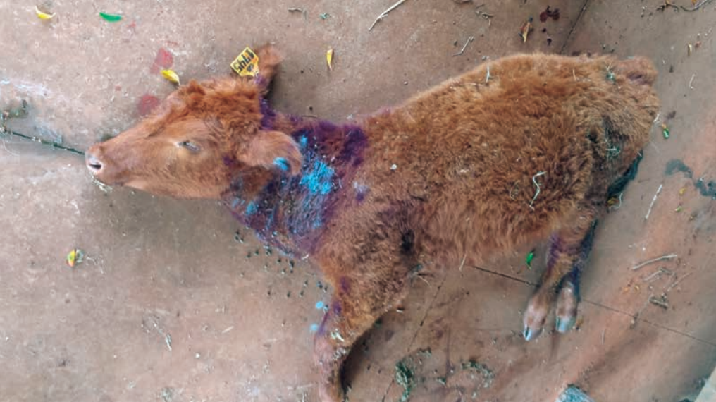 tristeza parasitaria bovina causada por carrapato de boi