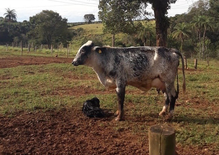 vaca recem parida com bezerro 