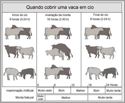 vaca no cio