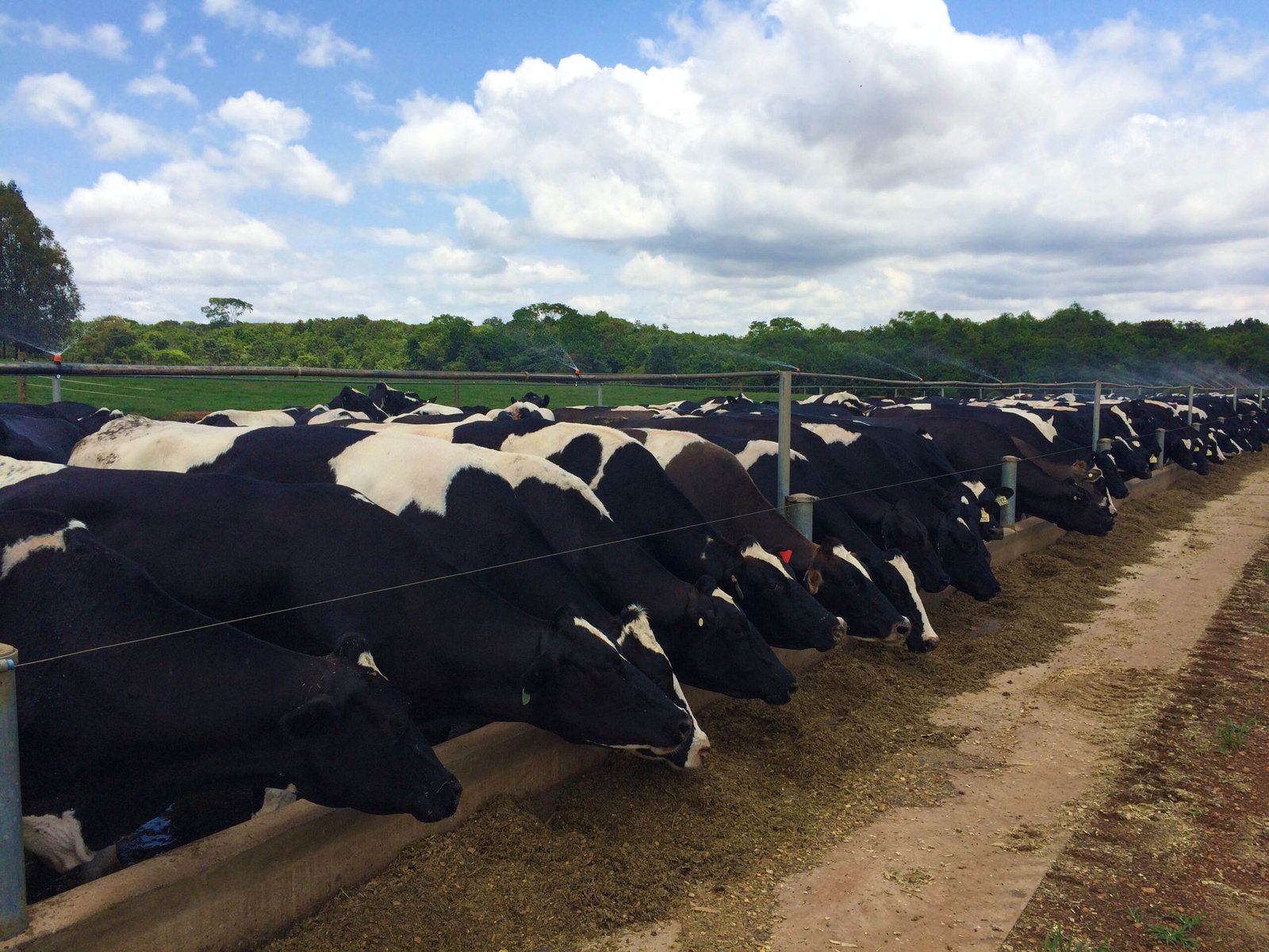 vacas comendo no cocho