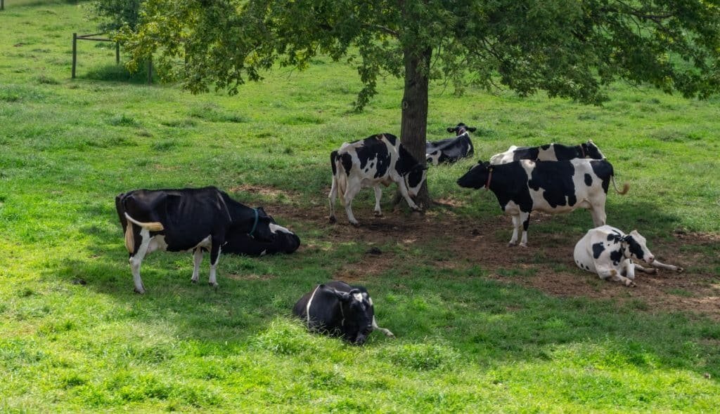 vacas na sombra