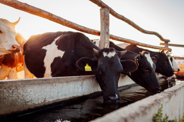 vacas tomando agua